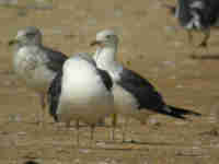 Goéland brun Larus fuscus 4L