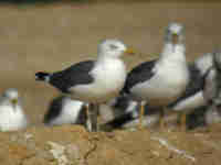 Goéland brun Larus fuscus 6·Z8