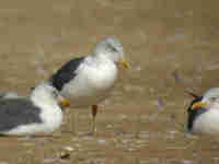 Goéland brun Larus fuscus