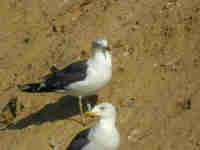 Goéland brun Larus fuscus