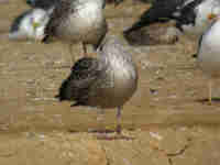 Goéland brun Larus fuscus intermedius J8EE