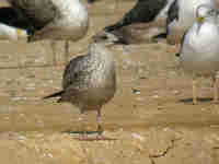 Goéland brun Larus fuscus intermedius J8EE