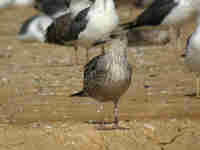 Goéland brun Larus fuscus intermedius J8EE