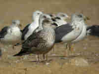 Goéland brun Larus fuscus intermedius JYU1