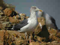 Goéland brun Larus fuscus 028N