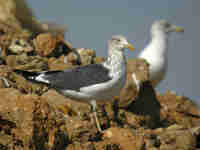 Goéland brun Larus fuscus 028N