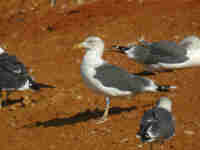 Goéland brun Larus fuscus 54