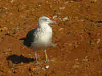 Goéland brun Larus fuscus V0PH