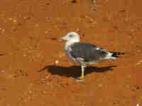 Goéland brun Larus fuscus V0PH