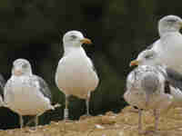 Goéland brun Larus fuscus 6·Z8