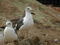 Goéland brun Larus fuscus A'H