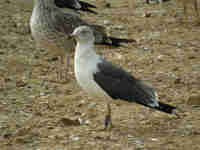 Goéland brun Larus fuscus ALW