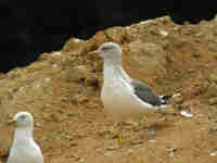 Goéland brun Larus fuscus C:L