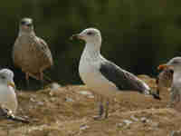 Goéland brun Larus fuscus G·YAK