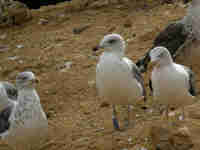 Goéland brun Larus fuscus G·YAK