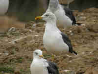 Goéland brun Larus fuscus N0