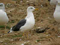 Goéland brun Larus fuscus N0