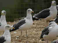 Goéland brun Larus fuscus N596