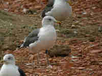 Goéland brun Larus fuscus SV