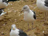 Goéland brun Larus fuscus T.8