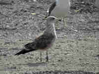 Goéland brun Larus fuscus V.289