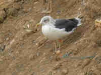 Goéland brun Larus fuscus 64