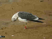 Goéland brun Larus fuscus 455N