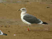 Goéland brun Larus fuscus 455N