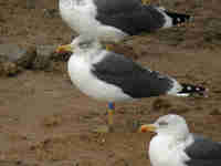 Goéland brun Larus fuscus 83