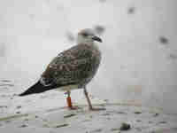 Goéland brun Larus fuscus 869N