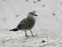 Goéland brun Larus fuscus 869N