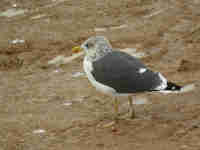 Goéland brun Larus fuscus 9·U7