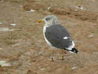 Goéland brun Larus fuscus 9·U7