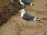 Goéland brun Larus fuscus E431/E