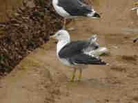 Goéland brun Larus fuscus E431/E