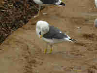 Goéland brun Larus fuscus E431/E