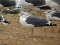 Goéland brun Larus fuscus N596