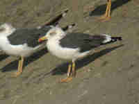 Goéland brun Larus fuscus 5MS