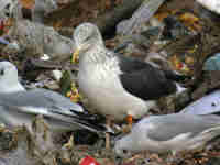 Goéland brun Larus fuscus 64