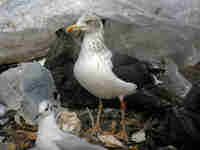 Goéland brun Larus fuscus 64