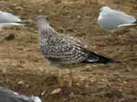 Goéland brun Larus fuscus graellsii 9·V4