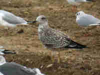 Goéland brun Larus fuscus graellsii 9·V4