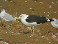 Goéland brun Larus fuscus intermedius JS61