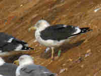 Goéland brun Larus fuscus Y·AKD