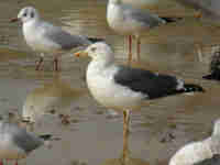 Goéland brun Larus fuscus 0B