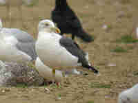 Goéland brun Larus fuscus 0B