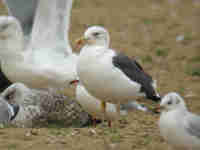 Goéland brun Larus fuscus 0B