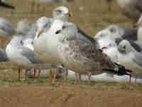 Goéland brun Larus fuscus 9E