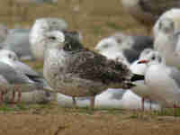 Goéland brun Larus fuscus 9E