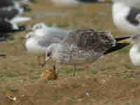 Goéland brun Larus fuscus 9E